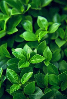 绿色新鲜茶叶绿叶摄影图 绿色新鲜茶叶绿叶摄影图