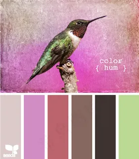 家禽鸟类配色色卡色彩搭配