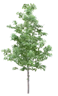 高清树木素材 免抠PSD植物素材 美术绘画园林贴图 树草灌木花草