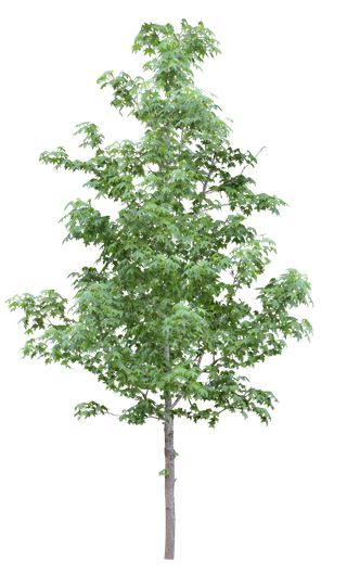 高清树木素材 免抠PSD植物素材 美术绘画园林贴图 树草灌木花草