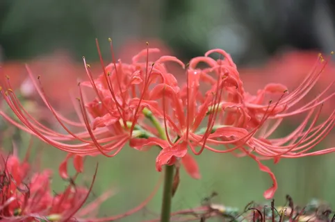血红色彼岸花图片 血红色彼岸花图片