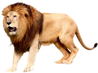 狮子大型野生动物