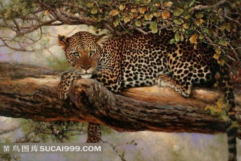 野生动物树上的豹子