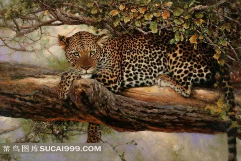 野生动物树上的豹子
