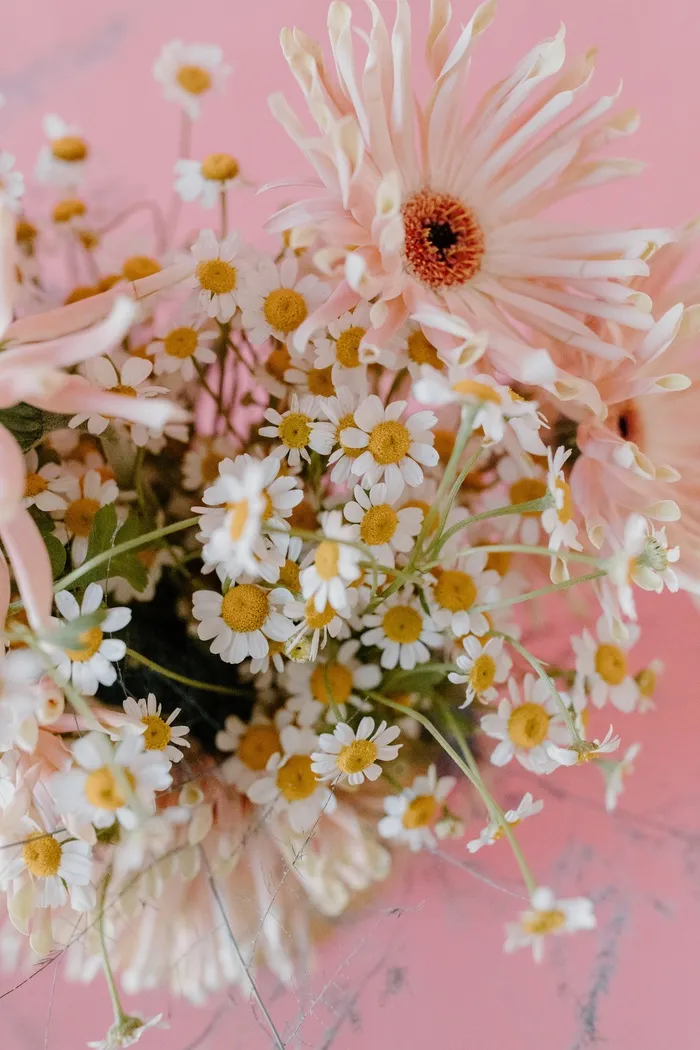 白色纯洁雏菊摄影素材