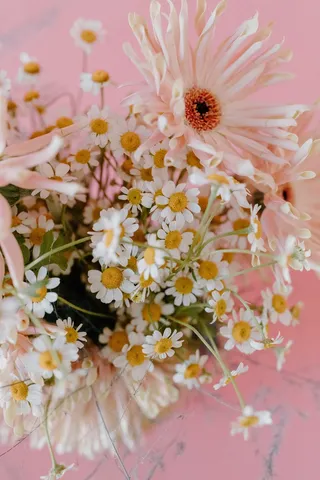 白色纯洁雏菊摄影素材