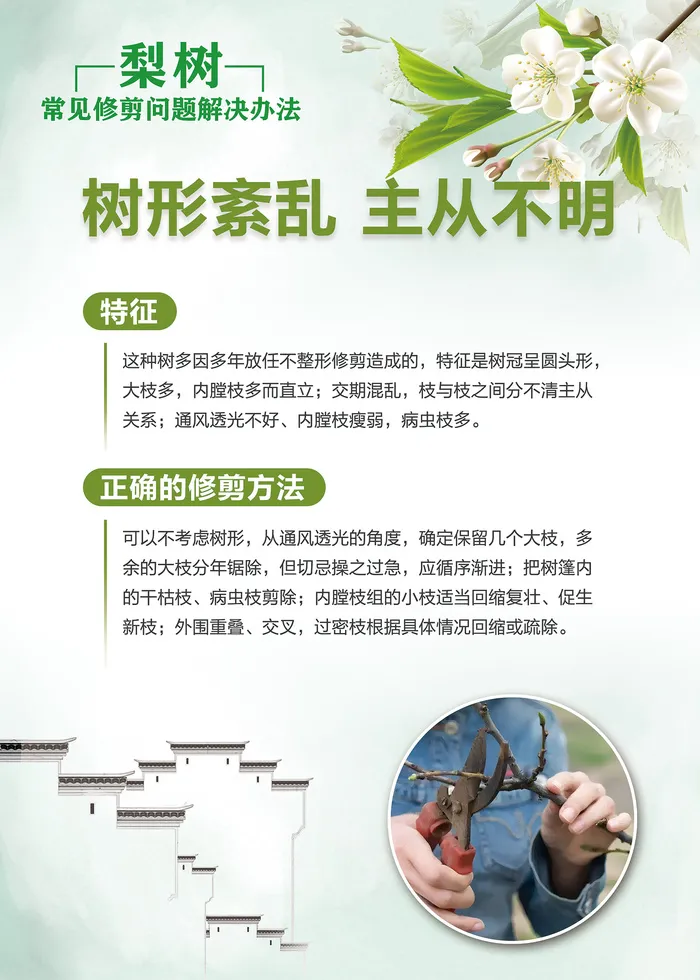梨树常见修剪问题解决办法科普知识海报psd模版下载