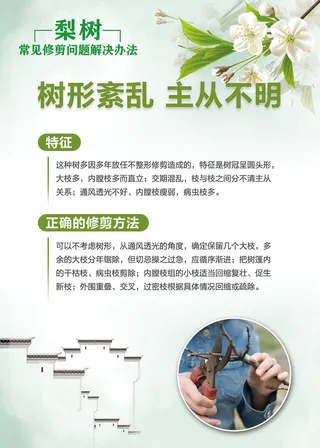 梨树常见修剪问题解决办法科普知识海报