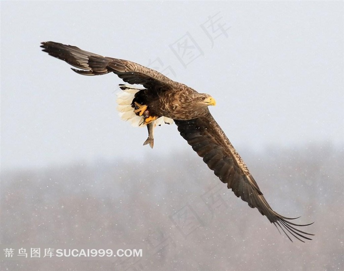 展翅飞翔雪中雕素材