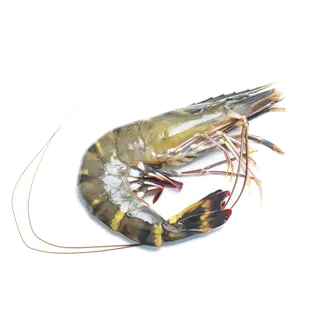 虾类(36)海鲜超市商品红酒白底图免抠实物摄影png格式图片透明底