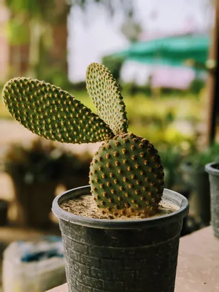 绿色仙人掌仙人球摄影素材