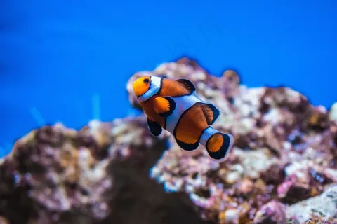 可爱小丑鱼图片 可爱小丑鱼图片