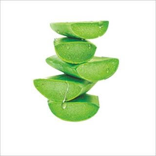 芦荟 PNG免抠