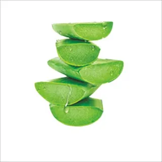 芦荟 PNG免抠