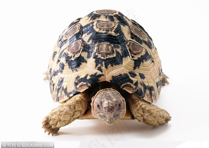 动物表情-爬行的乌龟