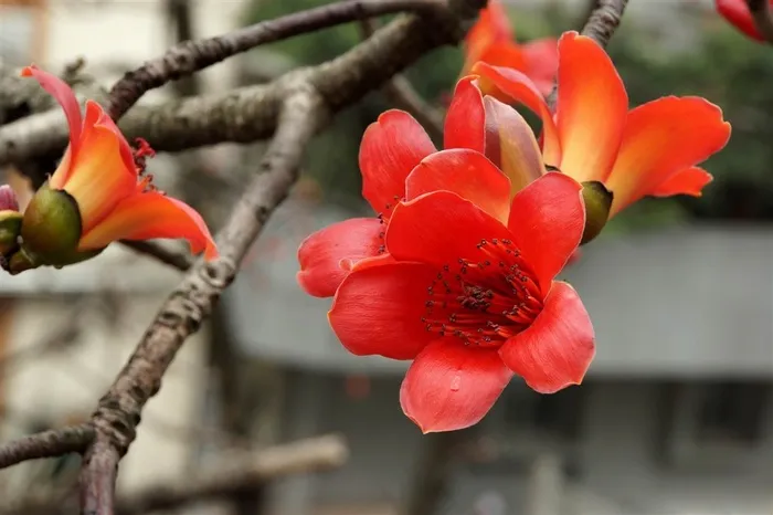 绿色植物红色的木棉图