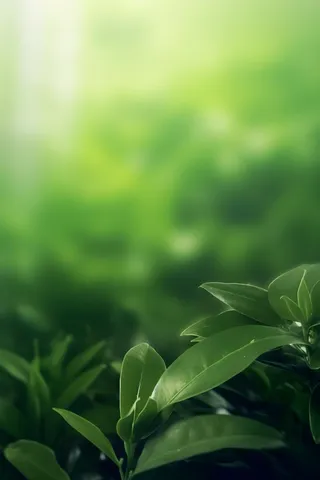 简约树叶丛林小草绿色简约背景