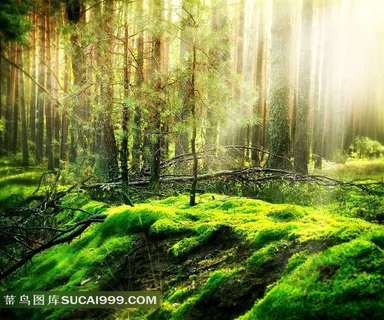 阳光照射森林自然风景唯美摄影高清图片