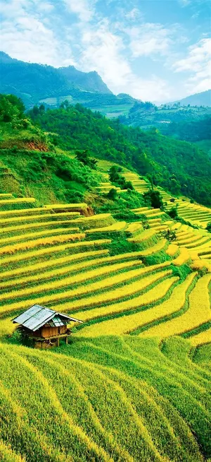唯美梯田图片152