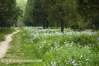 鲜花树林中的小路