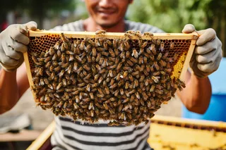 蜂蜜采蜂人蜂箱摄影图