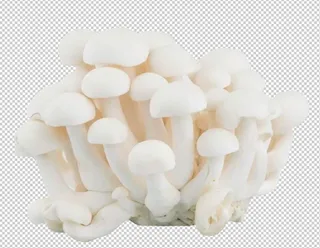 白玉菇免扣素材