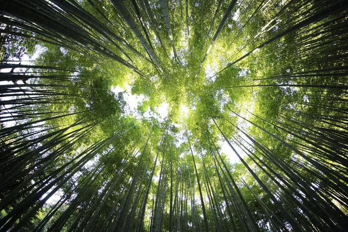 高清竹子竹林