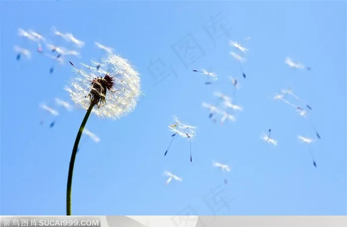 蒲公英种子高清图片素材