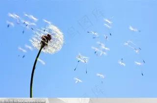 蒲公英种子高清图片素材