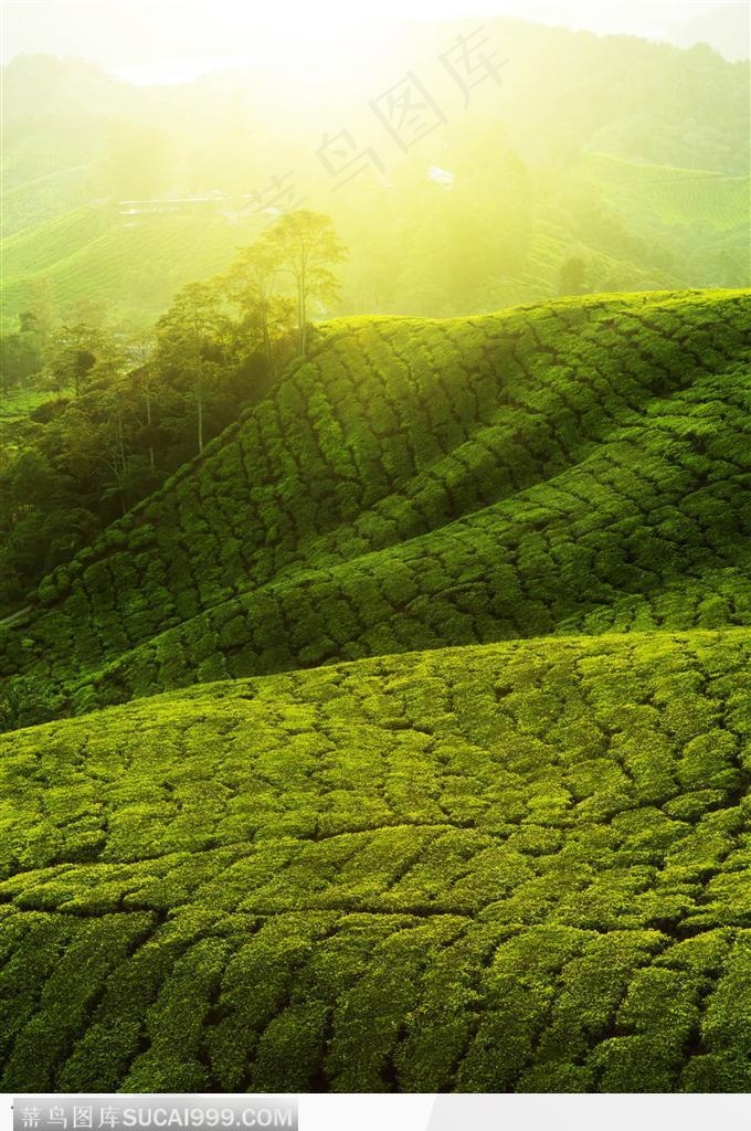 满山遍野的茶树