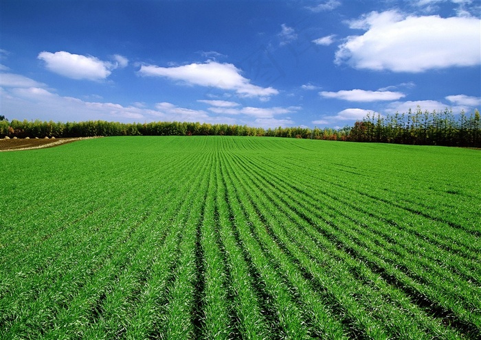 田园农作物图片素材