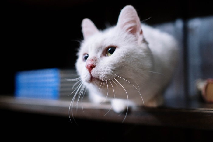 可爱猫咪猫猫摄影素材