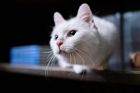 可爱猫咪猫猫摄影素材 可爱猫咪猫猫摄影素材