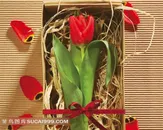 红色郁金香鲜花摄影素材