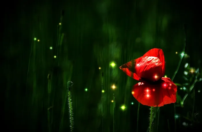 红色罂粟花图片