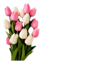 花朵    郁金香   红粉郁金香