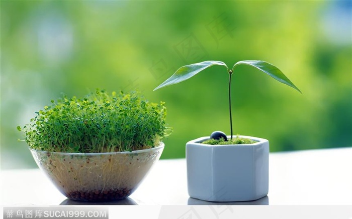 两个盆景芽