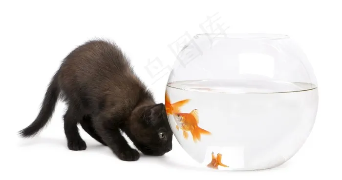 5K高清黑猫咪图片
