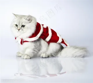 可爱猫咪-穿着红色衣服的猫咪