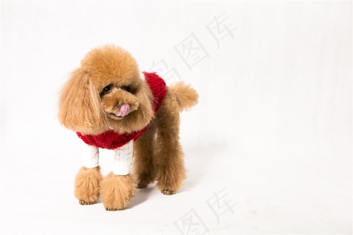 泰迪犬高清素材