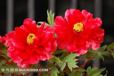 红色漂亮的牡丹花素材