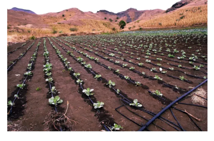 水培植物现代农业