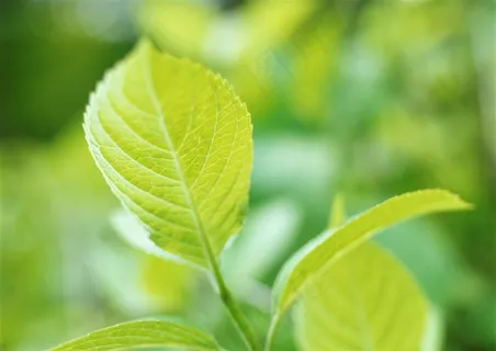 森林的树缝穿过的光风景摄影 图片素材 森林的树缝穿过的光风景摄影 图片素材