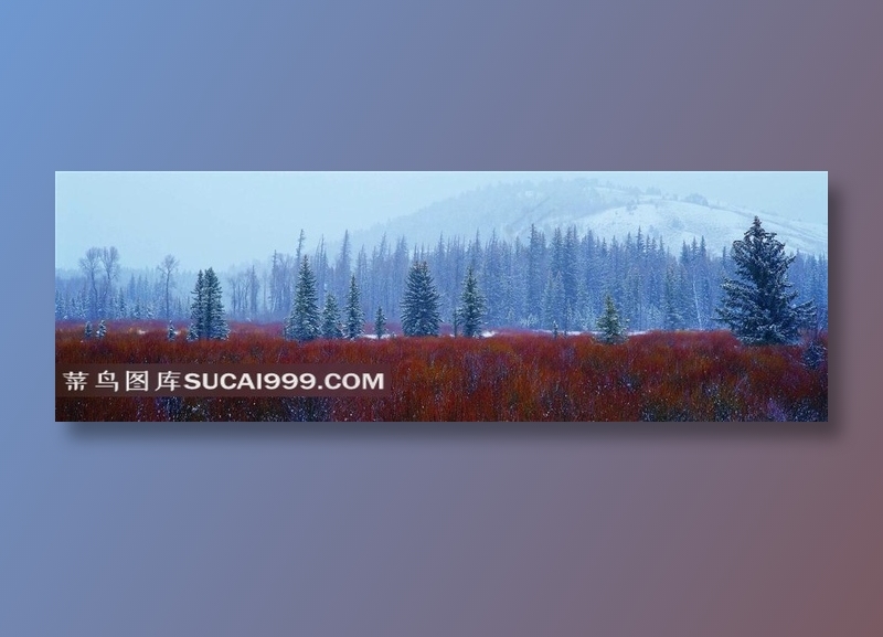 唯美松树树挂素材图片