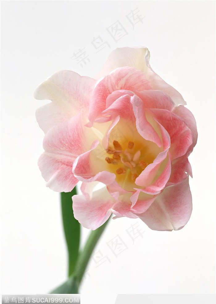 花的彩绘-粉色的郁金香