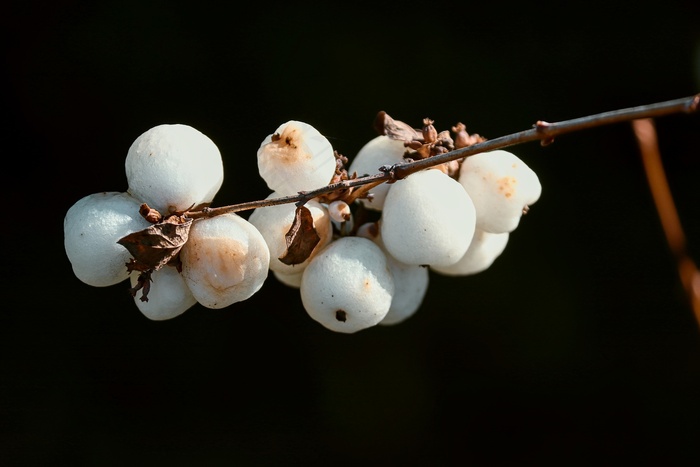 雪浆果, Symphoricarpos, 白色的, 