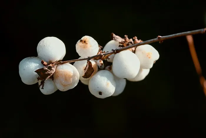 雪浆果, Symphoricarpos, 白色的, 