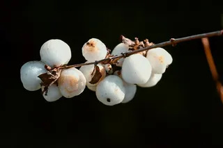 雪浆果, Symphoricarpos, 白色的, 
