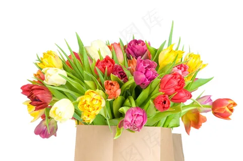 郁金香花朵高清图片 郁金香花朵高清图片