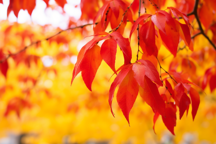 a bunch of red leaves hanging from a tree, a picture by Tadashi Nakayama, pexels, fine art, red orange and yellow leaves, red leaves, fall foliage (4032x2688)